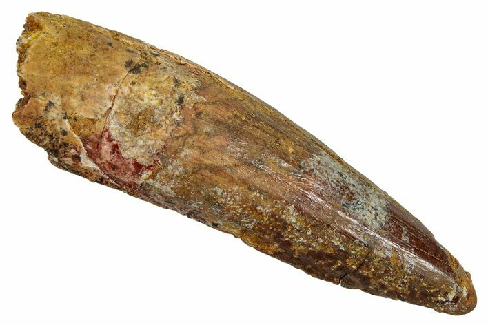 Fossil Spinosaurus Tooth - Real Dinosaur Tooth #344172